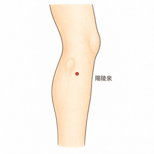 陽陵泉（GB34）の位置イラスト