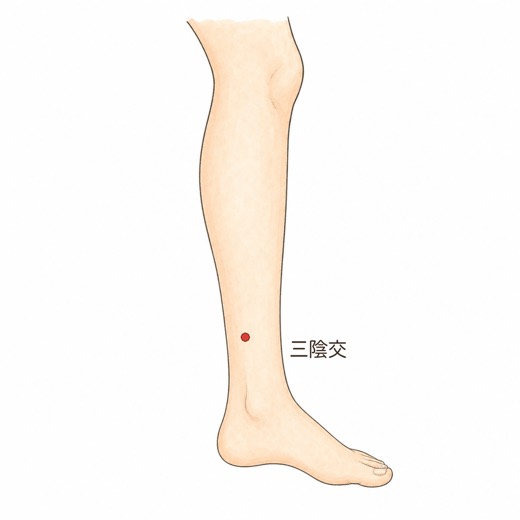 三陰交（SP6）の位置イラスト
