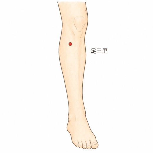 足三里（ST36）の位置イラスト