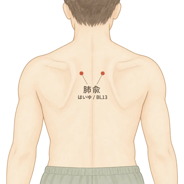 肺兪(BL13)の位置図