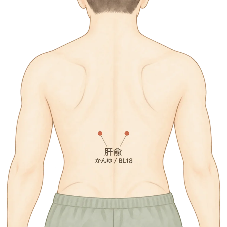 肝兪(BL18)の位置図